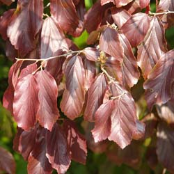 Arbre de fer / Parrotia persica